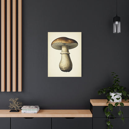 Mushroom Study Wall Art & Canvas Prints