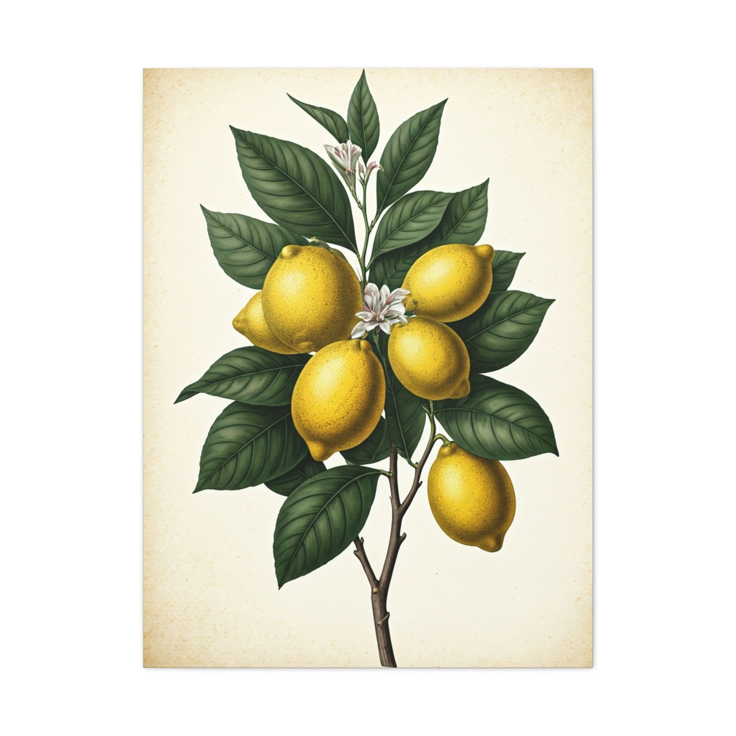 Lemon Branch Illustration Wall Art & Canvas Prints