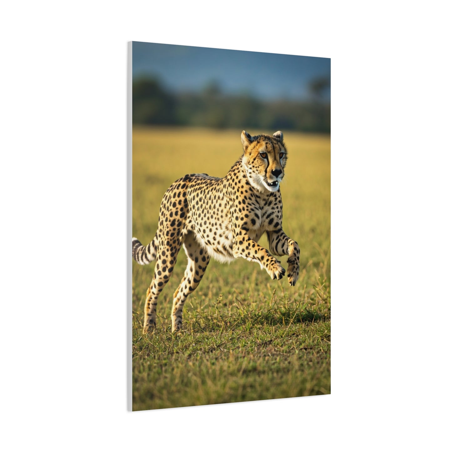 African Sunset Baobab Trail Wall Art & Canvas Prints