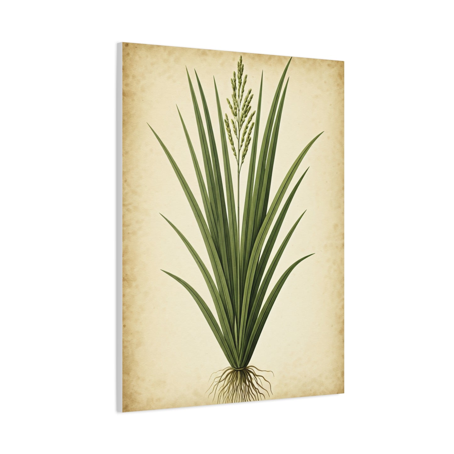 Wild Grass Illustration Wall Art & Canvas Prints