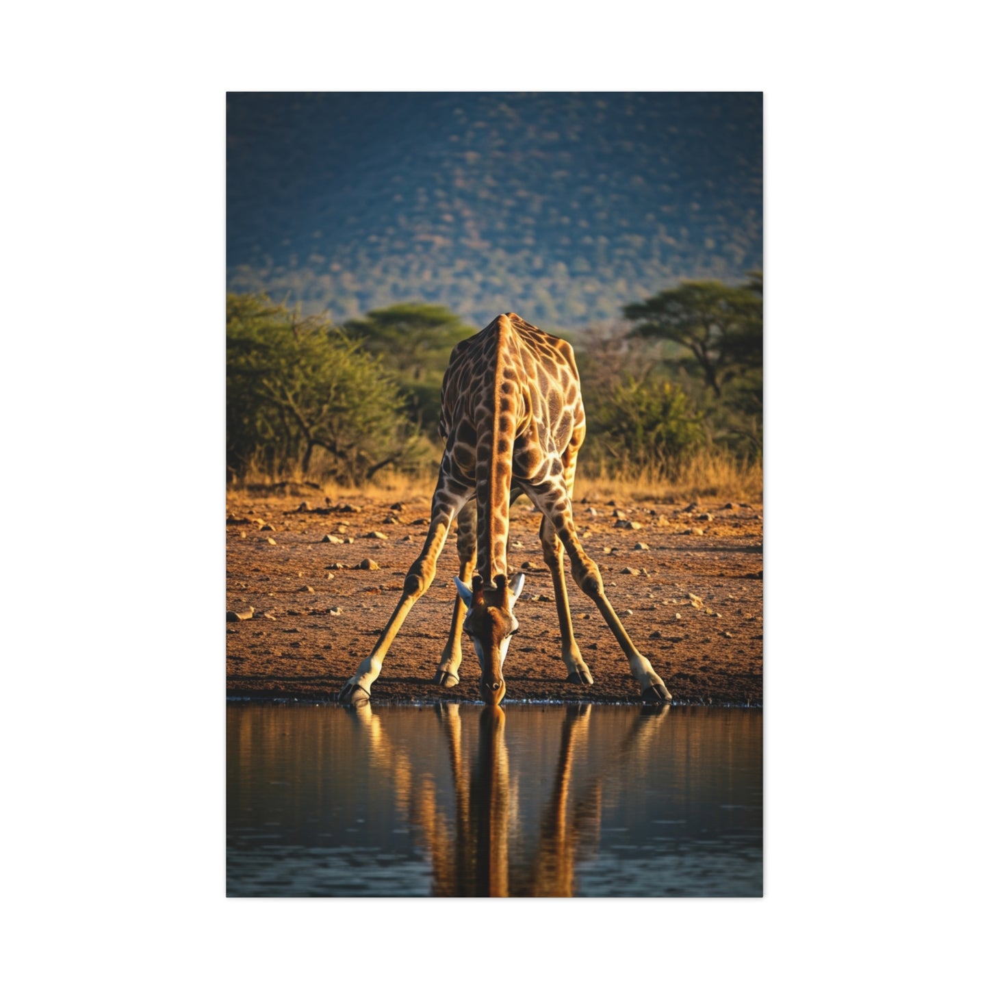 Giraffe Reflection Safari Serenity Wall Art & Canvas Prints