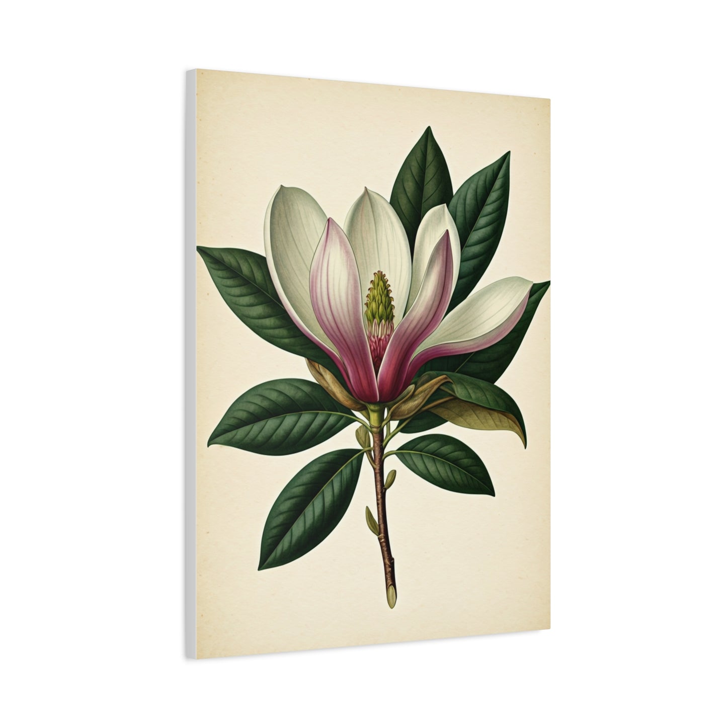 Magnolia Flower Cross Section Wall Art & Canvas Prints
