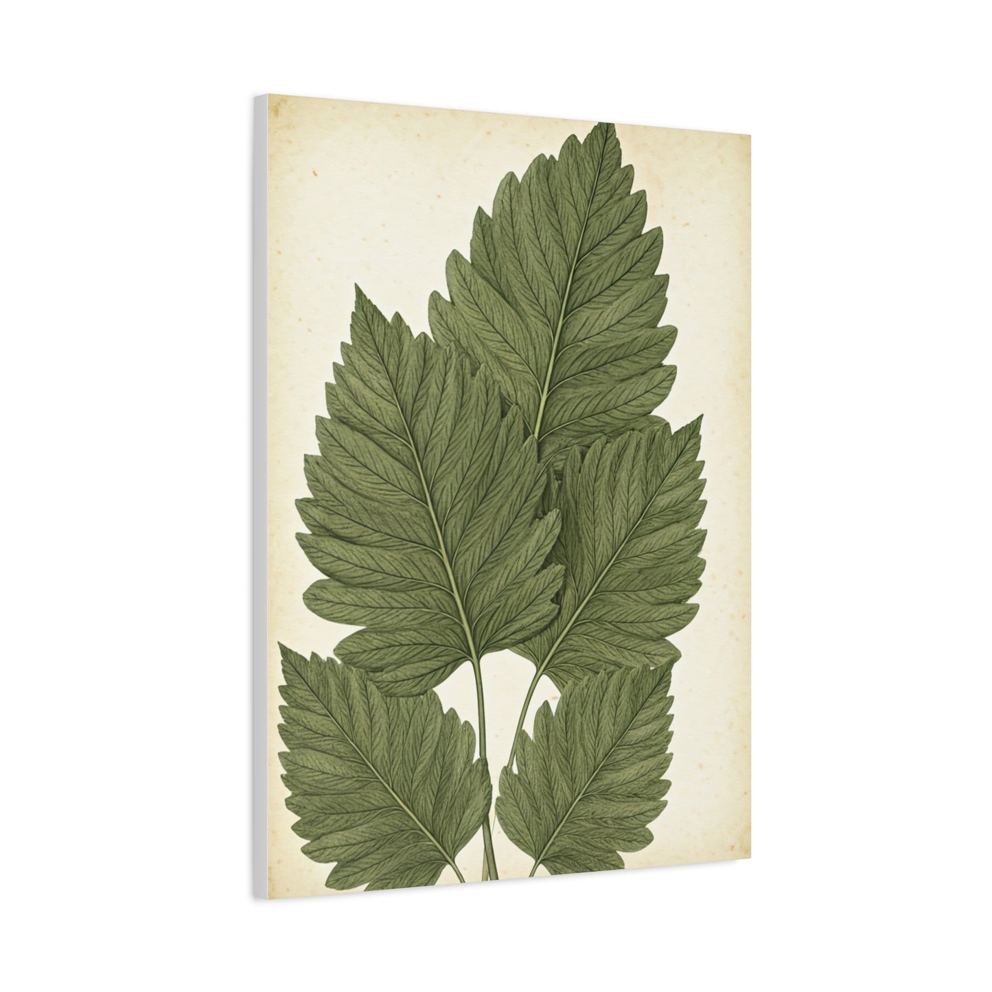 Vintage Leaf Study Illustration Wall Art & Canvas Prints