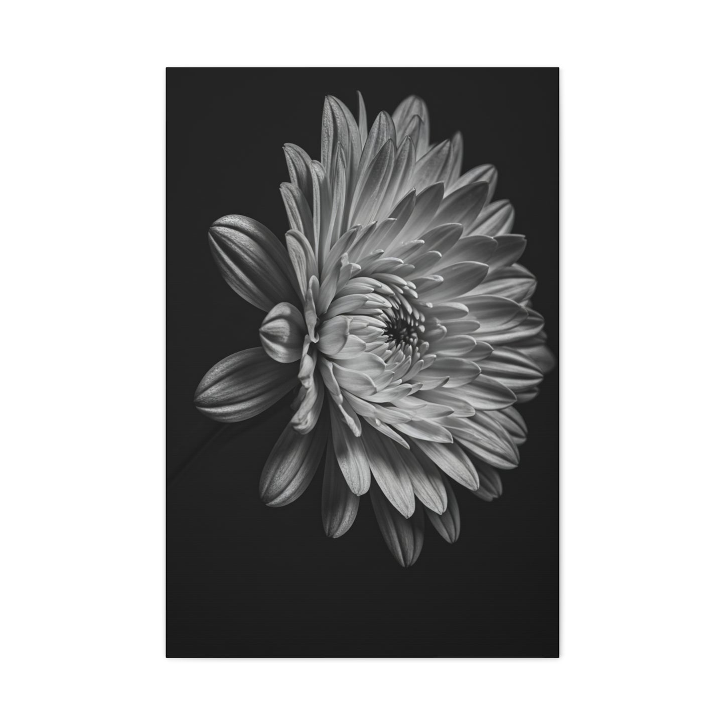 Side Profile Dahlia Bloom Wall Art & Canvas Prints