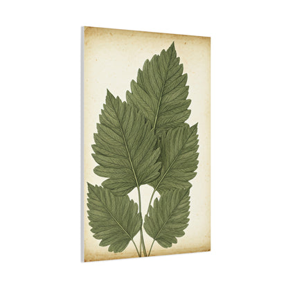 Vintage Leaf Study Illustration Wall Art & Canvas Prints