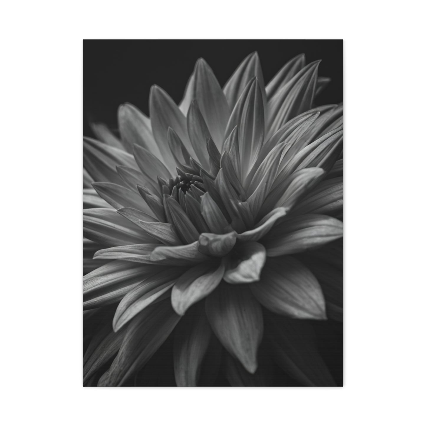 Monochrome Layered Dahlia Bloom Wall Art & Canvas Prints