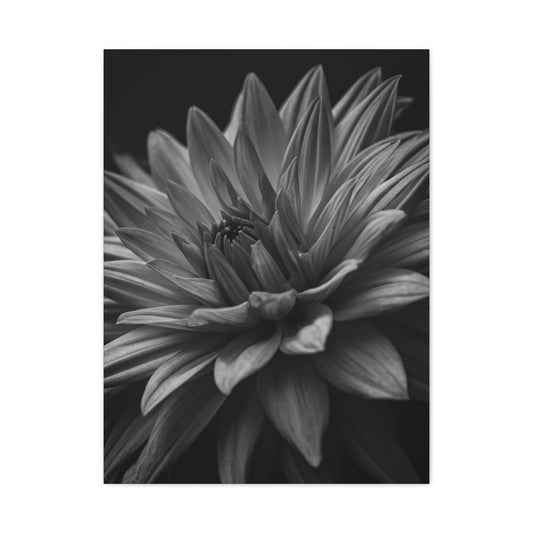 Monochrome Layered Dahlia Bloom Wall Art & Canvas Prints