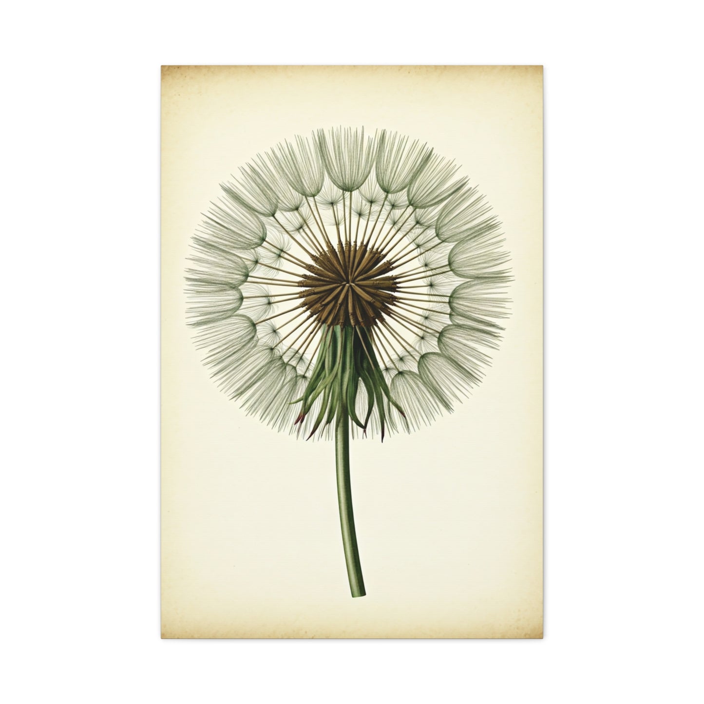 Dandelion Seed Head Illustration Wall Art & Canvas Prints