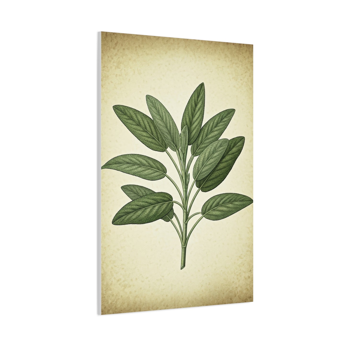 Sage Leaf Medicinal Illustration Wall Art & Canvas Prints