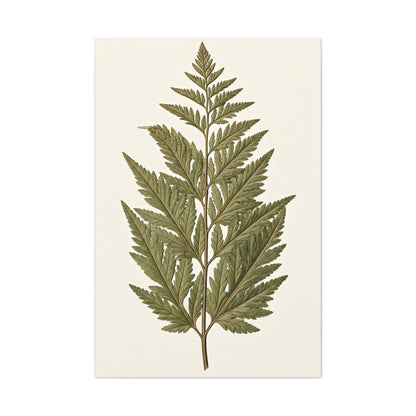Classic Fern Illustration Wall Art & Canvas Prints