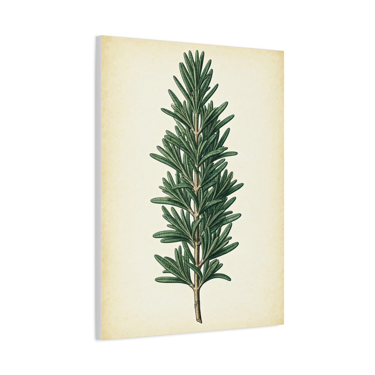 Rosemary Herb Vintage Study Wall Art & Canvas Prints