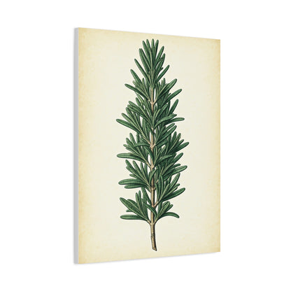 Rosemary Herb Vintage Study Wall Art & Canvas Prints