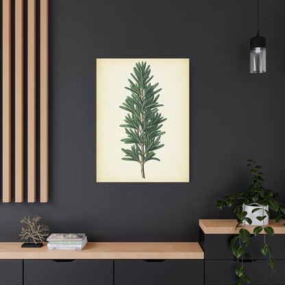 Rosemary Herb Vintage Study Wall Art & Canvas Prints