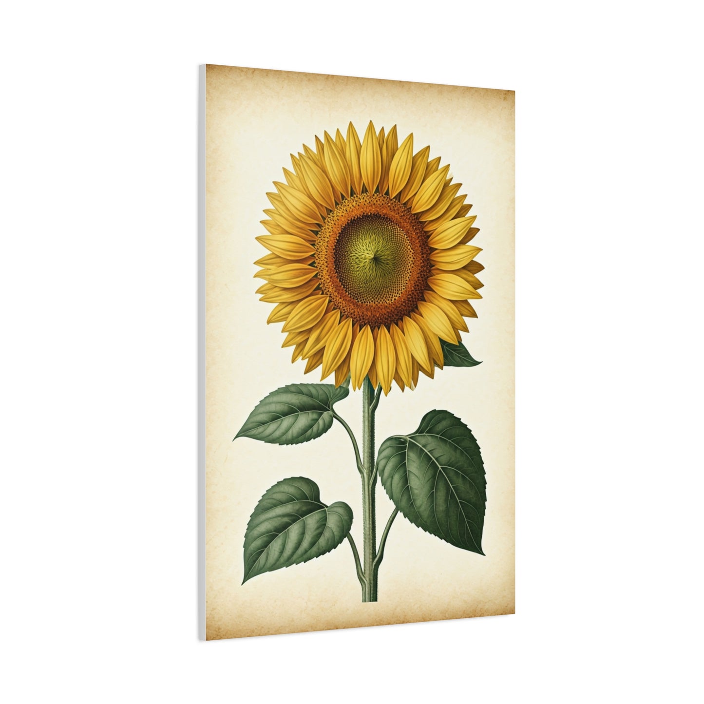 Sunflower Illustration Wall Art & Canvas Prints