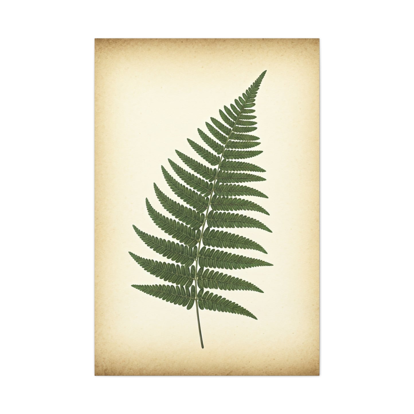 Fern Frond Illustration Wall Art & Canvas Prints