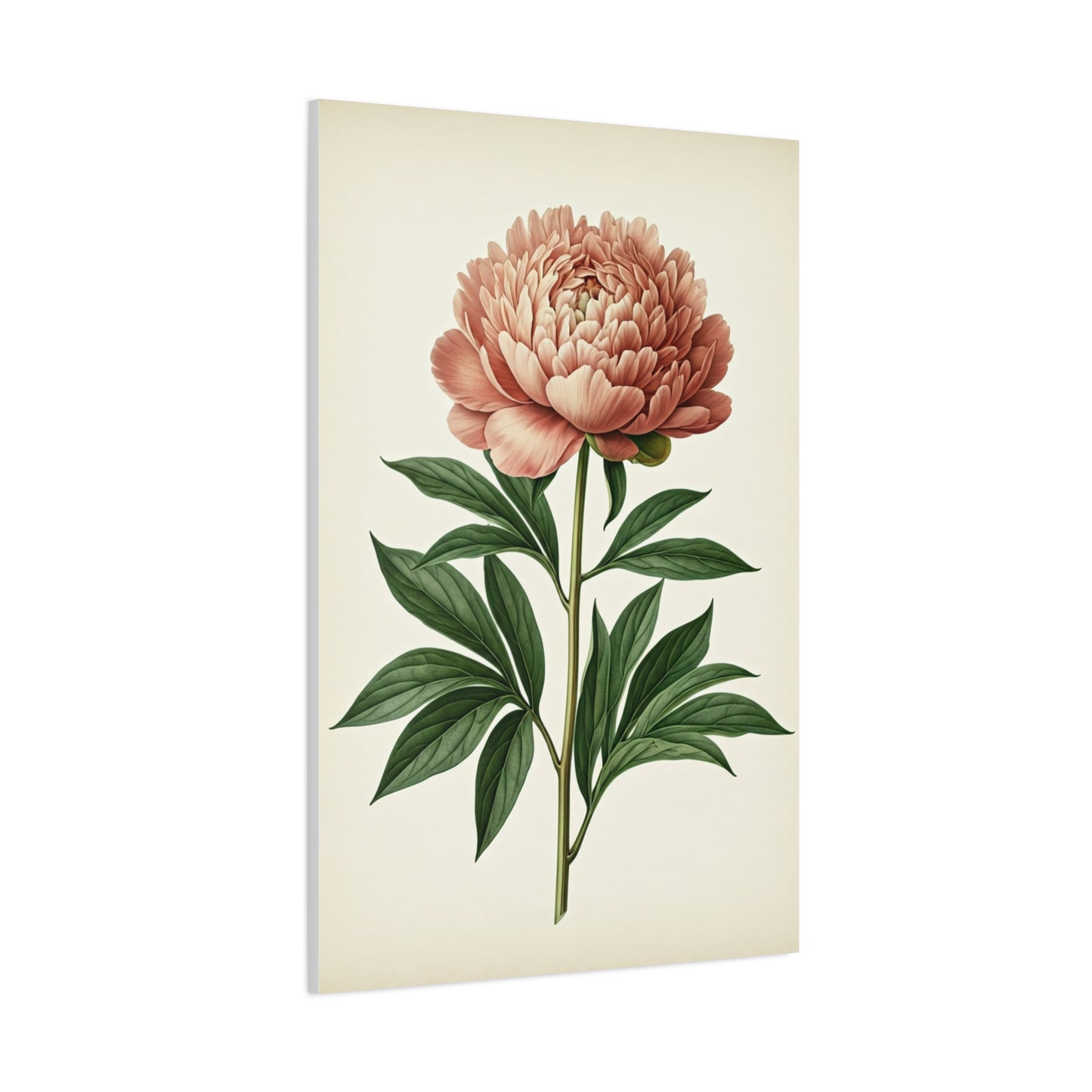 Peony Flower Study Wall Art & Canvas Prints
