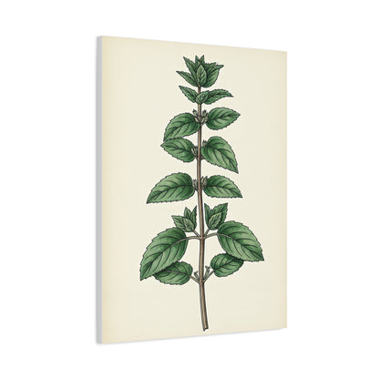Mint Plant Herbal Illustration Wall Art & Canvas Prints
