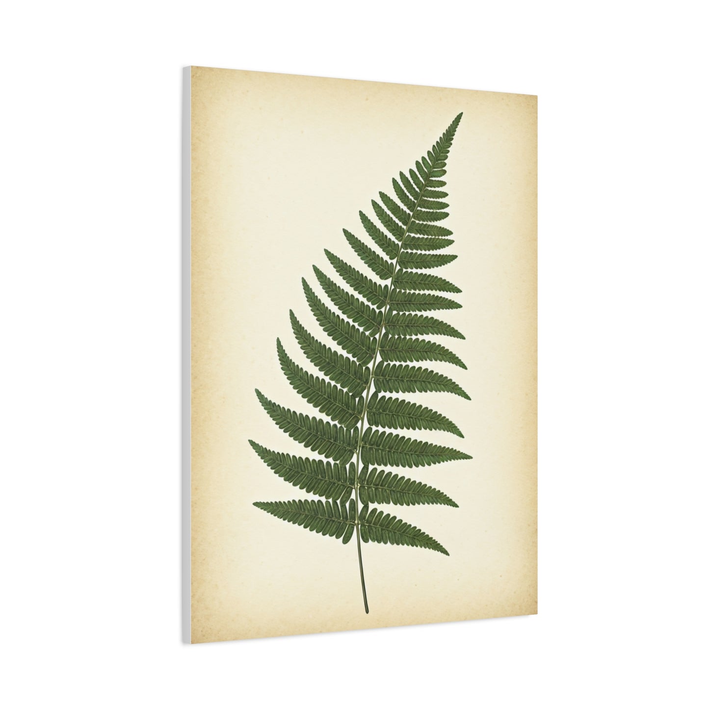 Fern Frond Illustration Wall Art & Canvas Prints