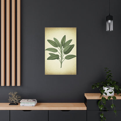 Sage Leaf Medicinal Illustration Wall Art & Canvas Prints
