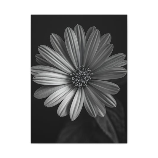 Radiant Daisy in Shadow Wall Art & Canvas Prints