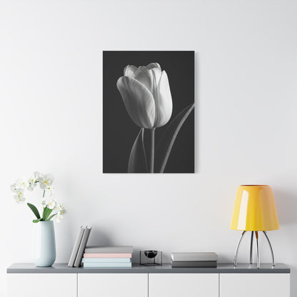 Single Tulip Elegance Monochrome Wall Art & Canvas Prints