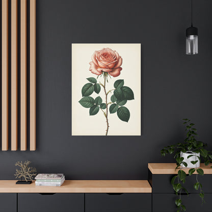 Vintage Rose Illustration Wall Art & Canvas Prints