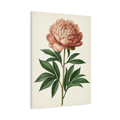 Peony Flower Study Wall Art & Canvas Prints