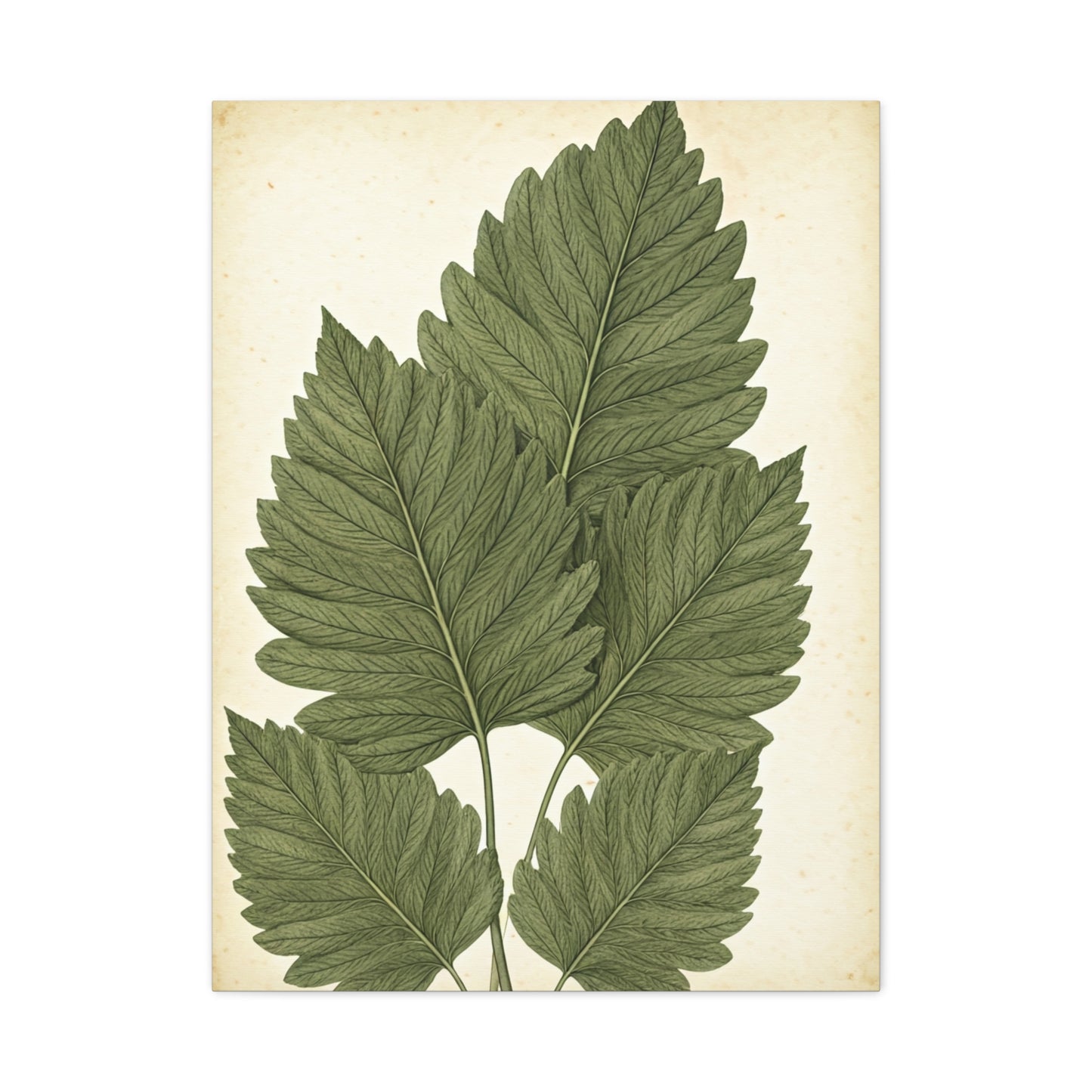 Vintage Leaf Study Illustration Wall Art & Canvas Prints