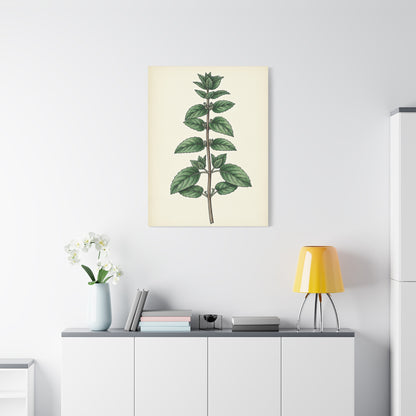 Mint Plant Herbal Illustration Wall Art & Canvas Prints