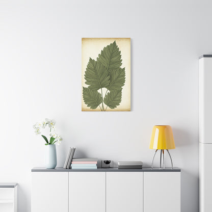 Vintage Leaf Study Illustration Wall Art & Canvas Prints