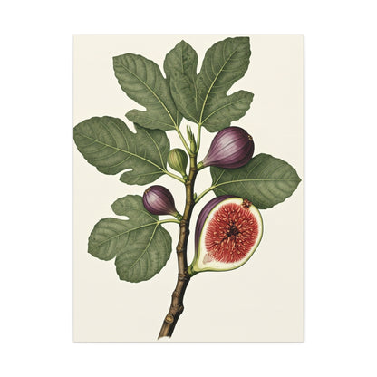 Fig Branch Illustration Wall Art & Canvas Prints