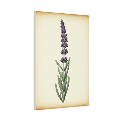 Lavender Stem Illustration Wall Art & Canvas Prints