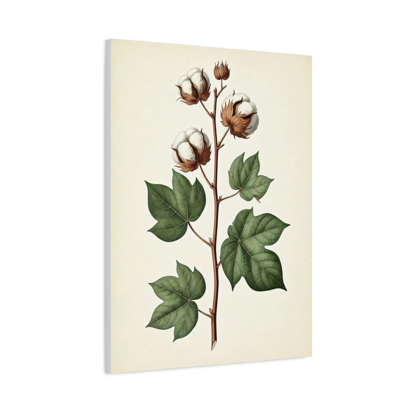 Cotton Plant Illustration Wall Art & Canvas Prints