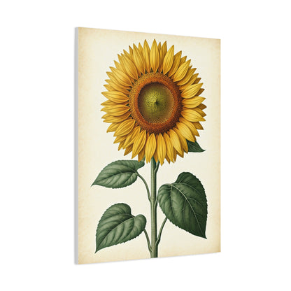 Sunflower Illustration Wall Art & Canvas Prints