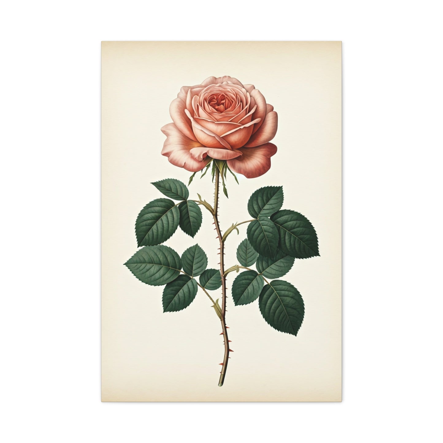 Vintage Rose Illustration Wall Art & Canvas Prints