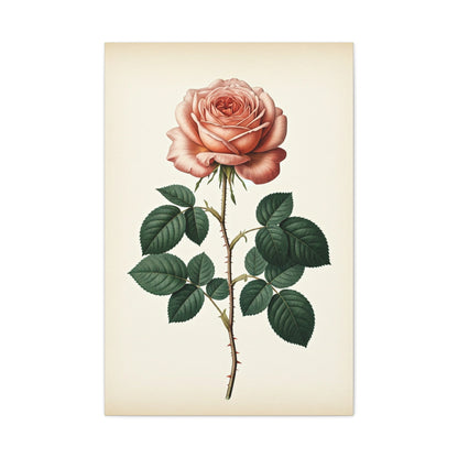Vintage Rose Illustration Wall Art & Canvas Prints