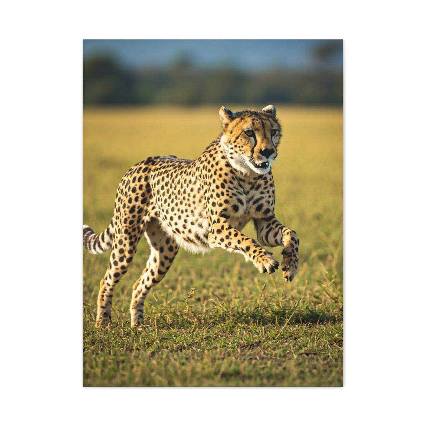 African Sunset Baobab Trail Wall Art & Canvas Prints