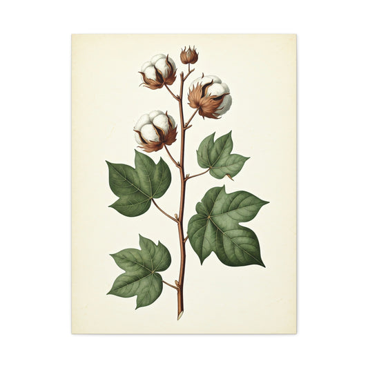 Cotton Plant Illustration Wall Art & Canvas Prints