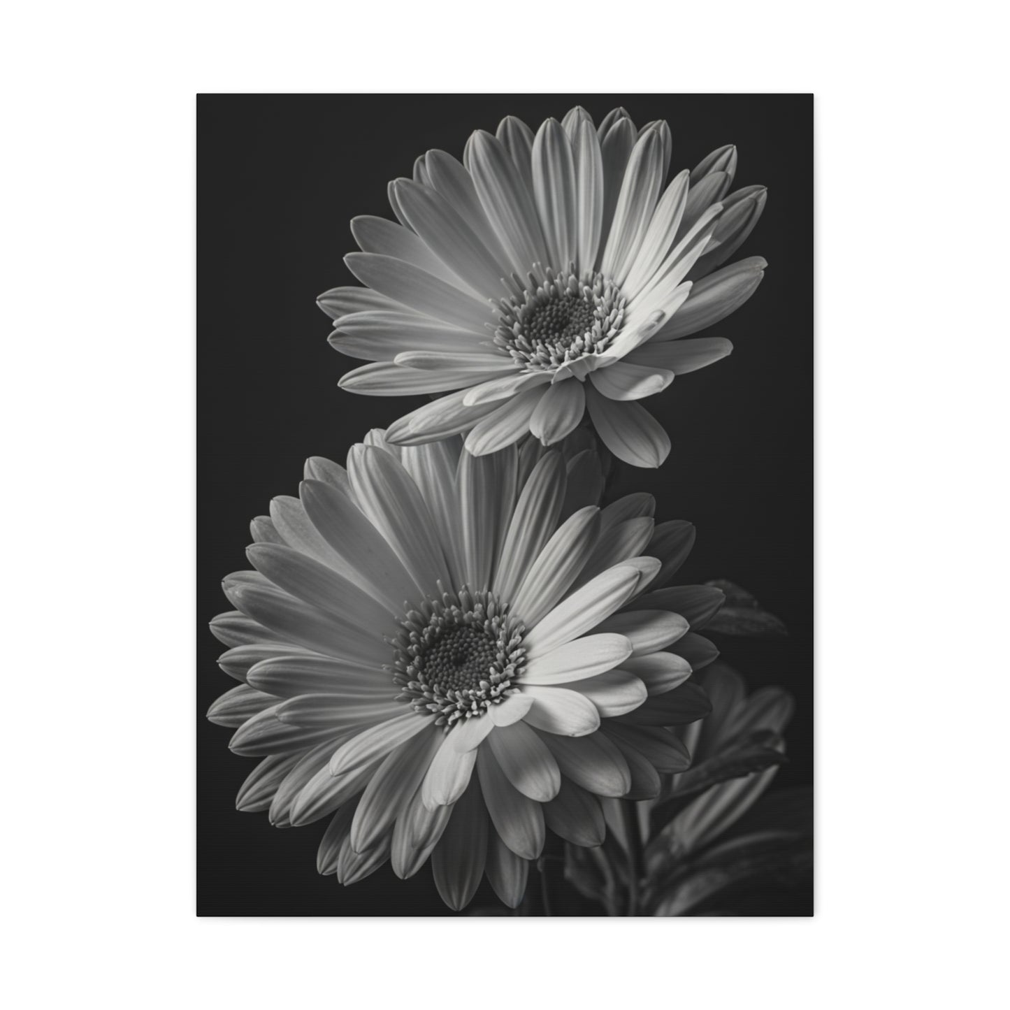 Timeless Gerbera Duo Monochrome Wall Art & Canvas Prints