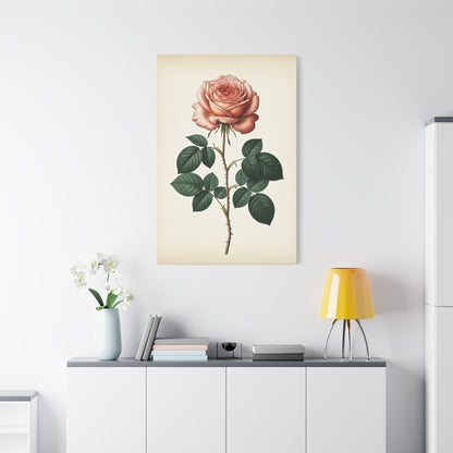 Vintage Rose Illustration Wall Art & Canvas Prints
