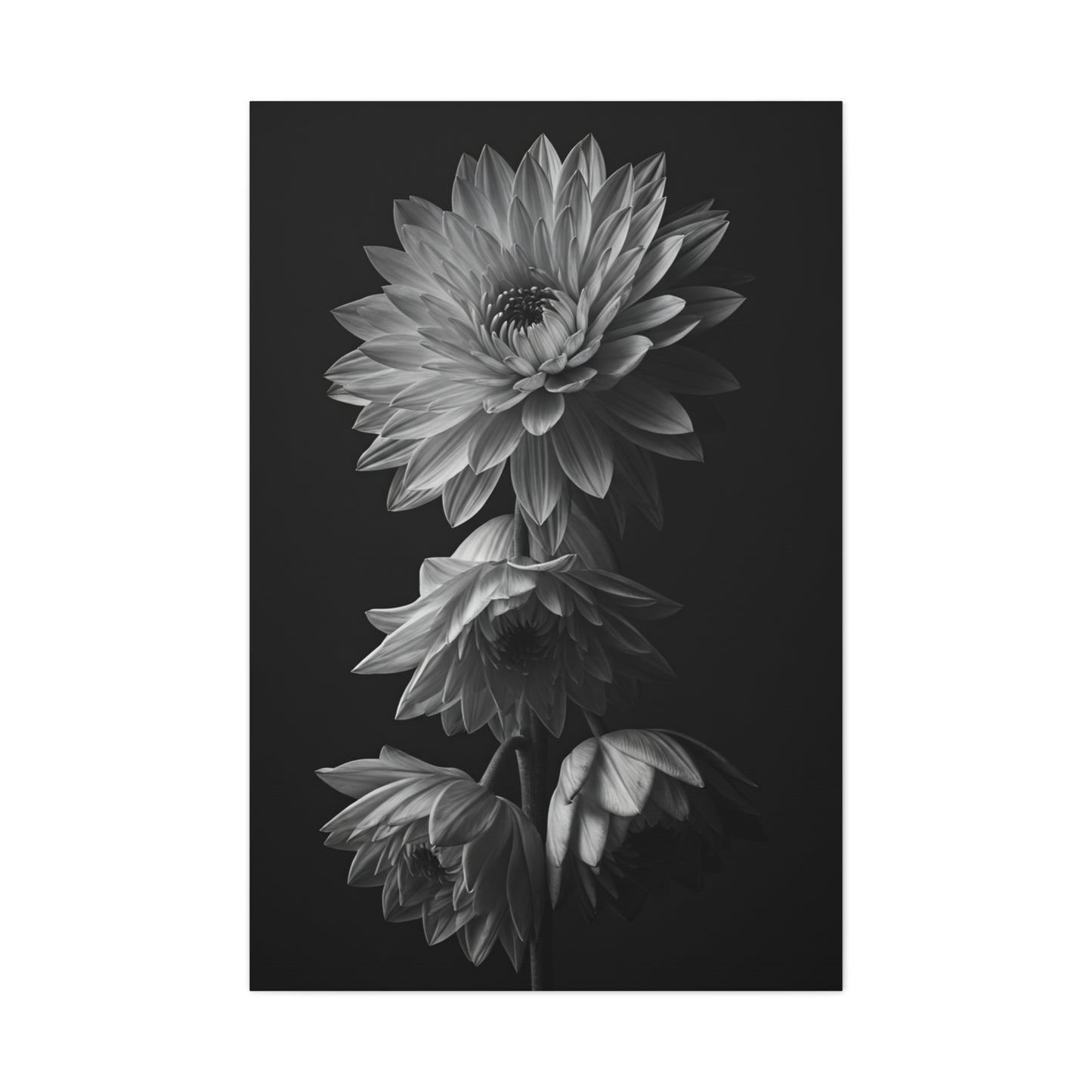 Vertical Dahlia Stem Composition Wall Art & Canvas Prints