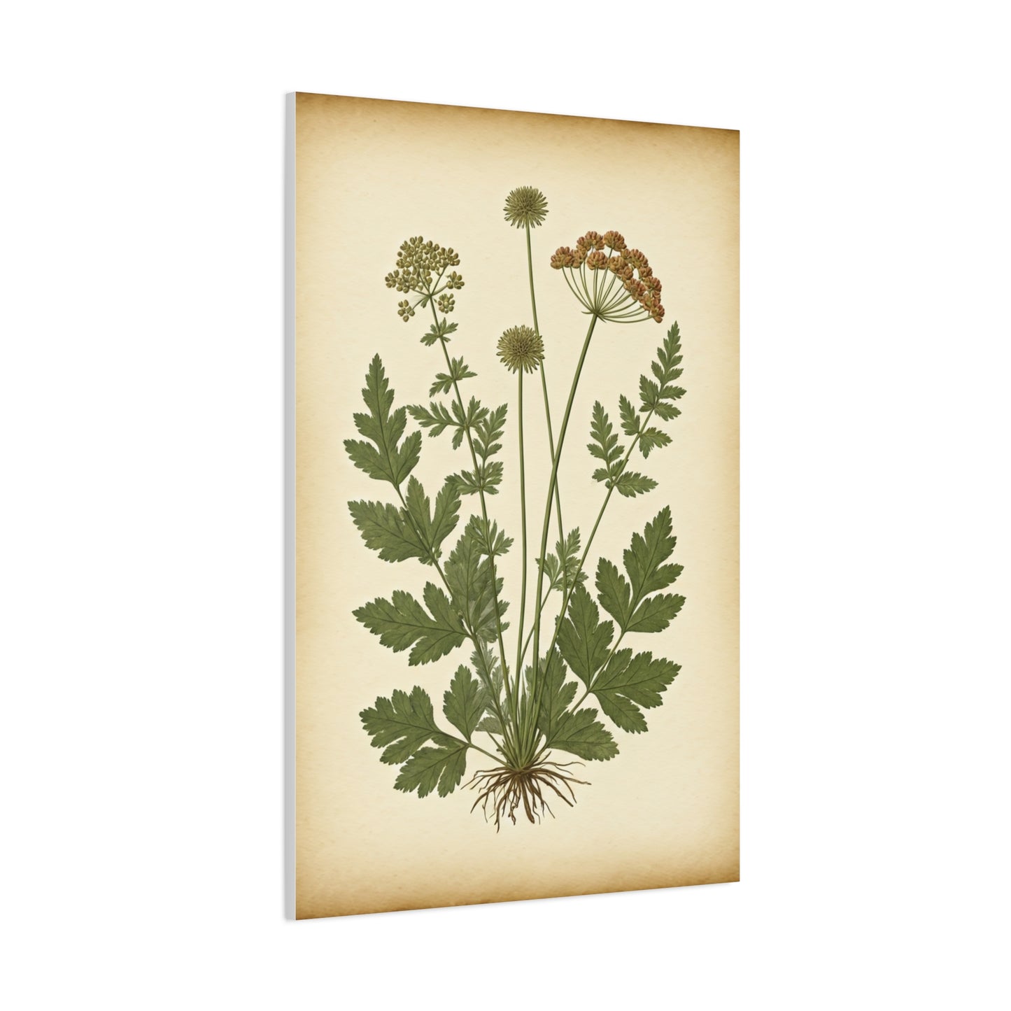Antique Herbal Arrangement Wall Art & Canvas Prints