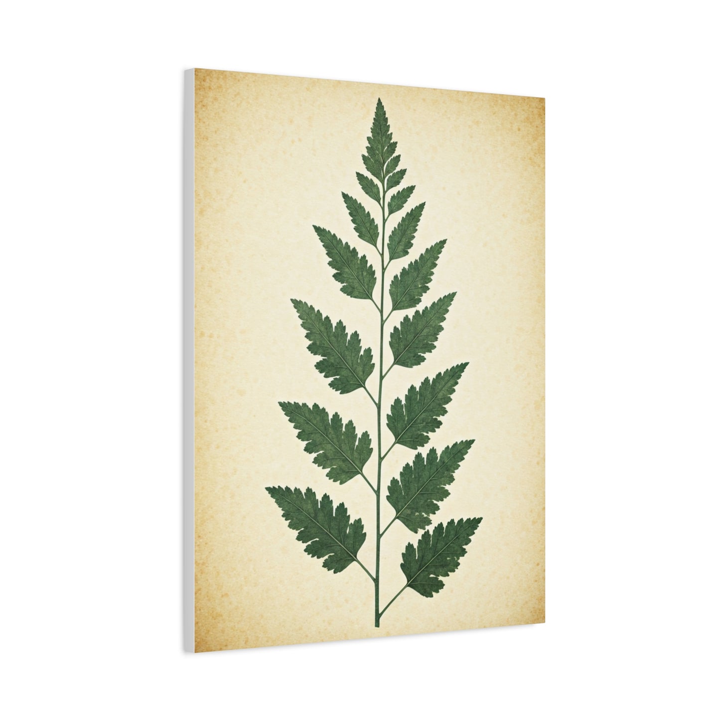 Vintage Fern Study Wall Art & Canvas Prints