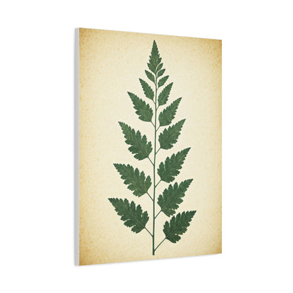 Vintage Fern Study Wall Art & Canvas Prints