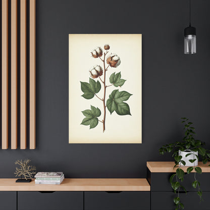 Cotton Plant Illustration Wall Art & Canvas Prints