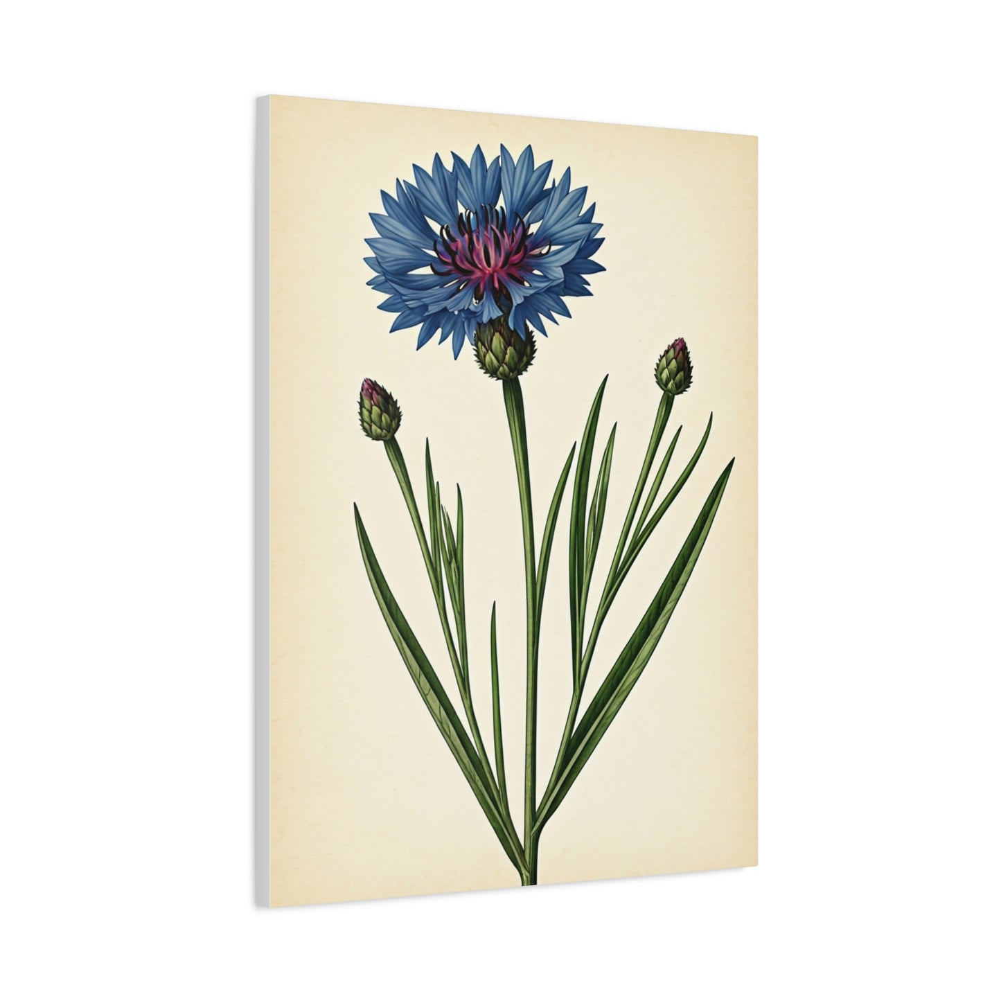 Cornflower Wildflower Illustration Wall Art & Canvas Prints