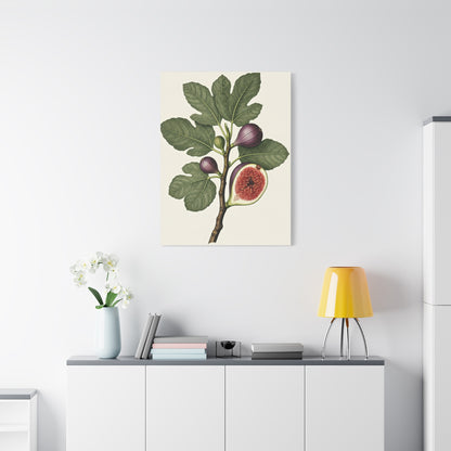Fig Branch Illustration Wall Art & Canvas Prints