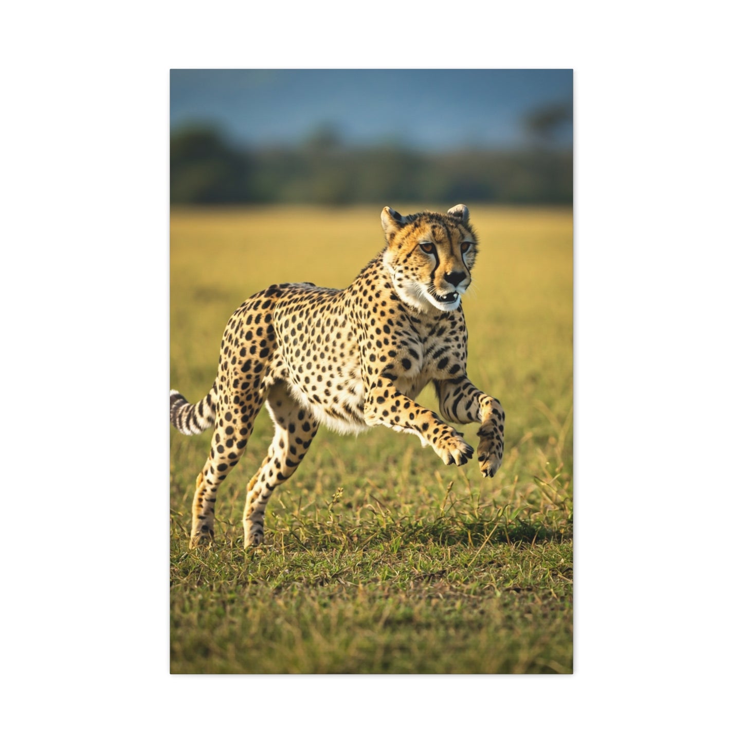 African Sunset Baobab Trail Wall Art & Canvas Prints