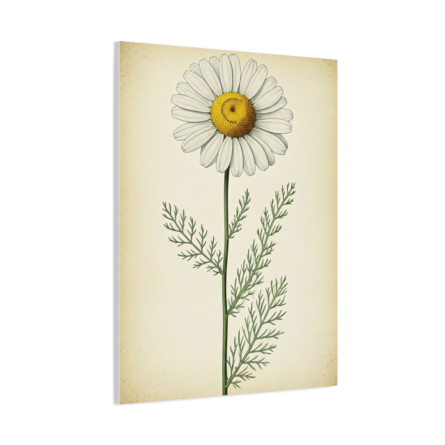 Chamomile Flower Herbal Illustration Wall Art & Canvas Prints
