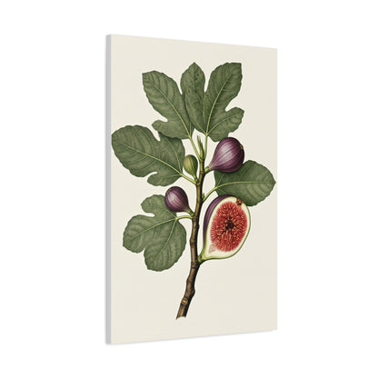 Fig Branch Illustration Wall Art & Canvas Prints